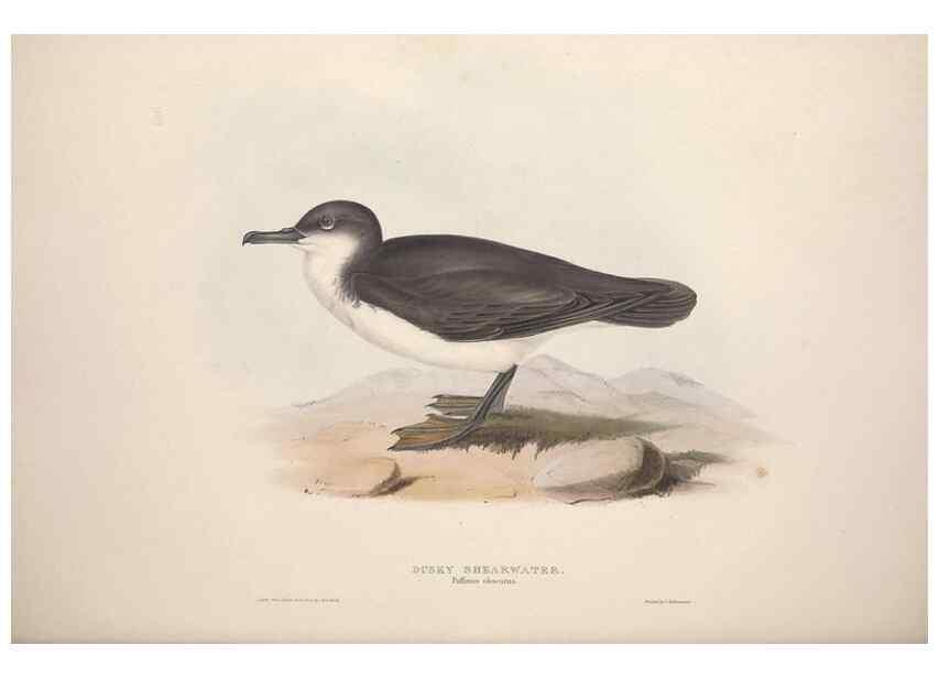 Reproducción/Reproduction 32903553328: The birds of Europe.. London,Printed by R. and J.E. Taylor, pub. by the author,1837.. 