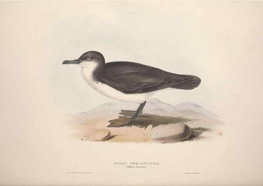 Reproducción/Reproduction 32903553328: The birds of Europe.. London,Printed by R. and J.E. Taylor, pub. by the author,1837.. 