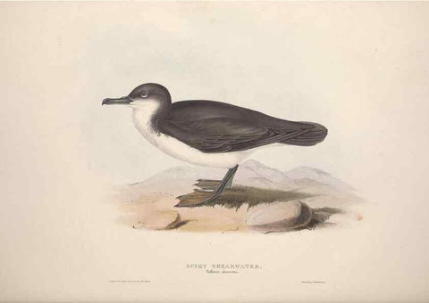 Reproducción/Reproduction 32903553328: The birds of Europe.. London,Printed by R. and J.E. Taylor, pub. by the author,1837.. 