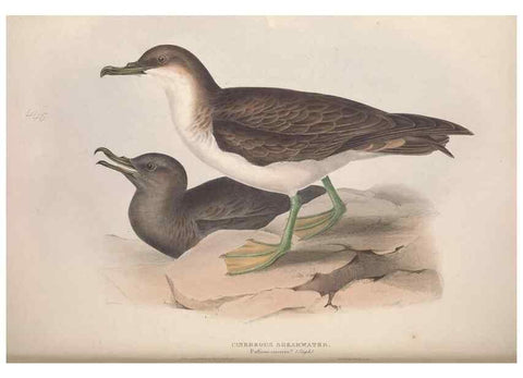 Reproducción/Reproduction 39813983123: The birds of Europe.. London,Printed by R. and J.E. Taylor, pub. by the author,1837.. 