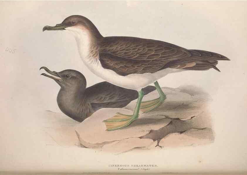Reproducción/Reproduction 39813983123: The birds of Europe.. London,Printed by R. and J.E. Taylor, pub. by the author,1837.. 
