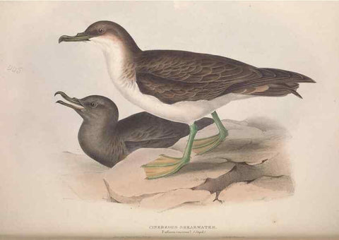 Reproducción/Reproduction 39813983123: The birds of Europe.. London,Printed by R. and J.E. Taylor, pub. by the author,1837.. 
