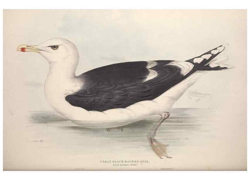 Reproducción/Reproduction 46054220514: The birds of Europe.. London,Printed by R. and J.E. Taylor, pub. by the author,1837.. 