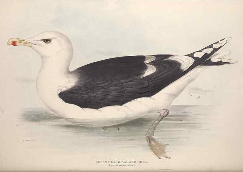 Reproducción/Reproduction 46054220514: The birds of Europe.. London,Printed by R. and J.E. Taylor, pub. by the author,1837.. 