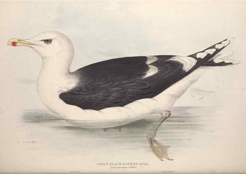 Reproducción/Reproduction 46054220514: The birds of Europe.. London,Printed by R. and J.E. Taylor, pub. by the author,1837.. 