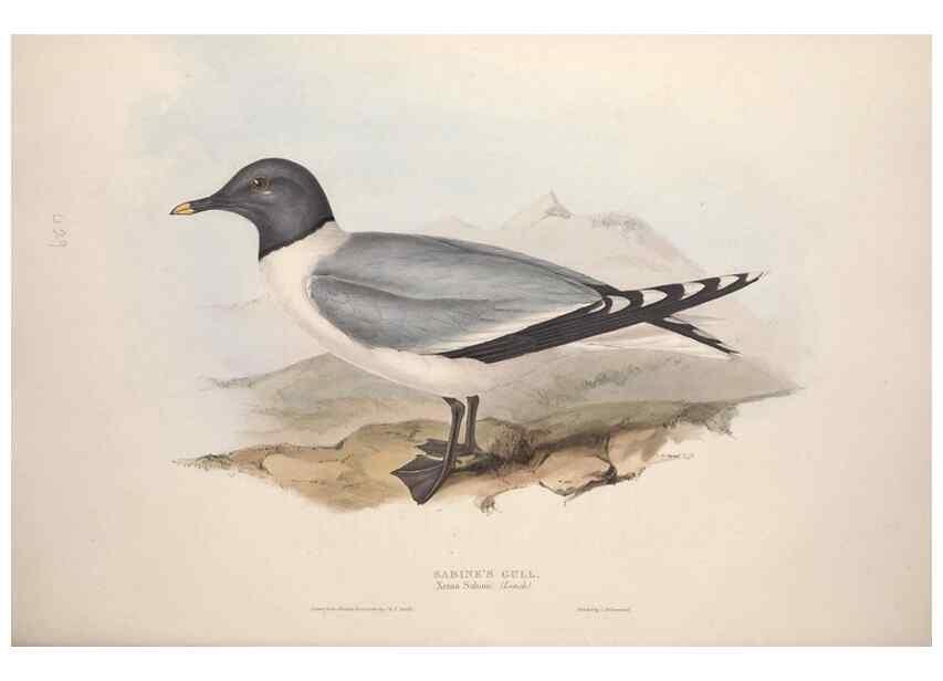 Reproducción/Reproduction 46054218474: The birds of Europe.. London,Printed by R. and J.E. Taylor, pub. by the author,1837.. 