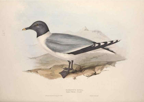 Reproducción/Reproduction 46054218474: The birds of Europe.. London,Printed by R. and J.E. Taylor, pub. by the author,1837.. 