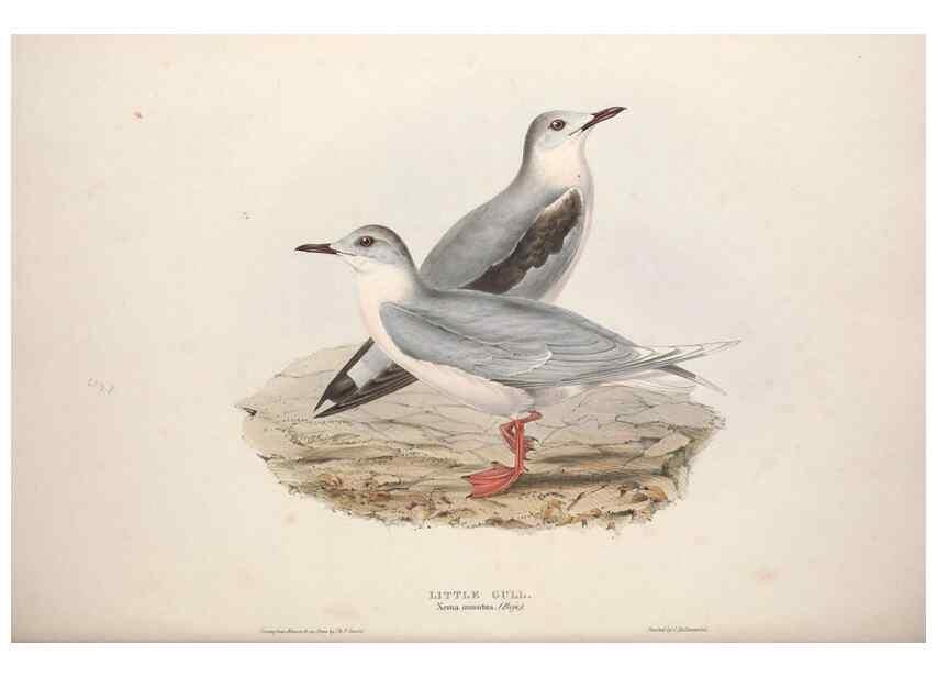 Reproducción/Reproduction 46726589802: The birds of Europe.. London,Printed by R. and J.E. Taylor, pub. by the author,1837.. 