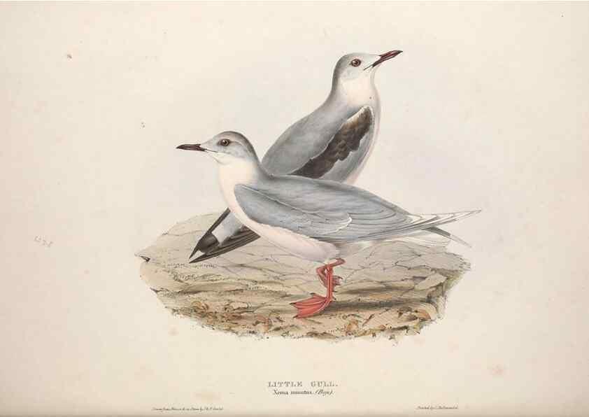Reproducción/Reproduction 46726589802: The birds of Europe.. London,Printed by R. and J.E. Taylor, pub. by the author,1837.. 
