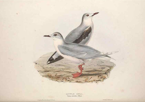 Reproducción/Reproduction 46726589802: The birds of Europe.. London,Printed by R. and J.E. Taylor, pub. by the author,1837.. 