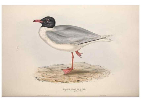 Reproducción/Reproduction 46726587722: The birds of Europe.. London,Printed by R. and J.E. Taylor, pub. by the author,1837.. 