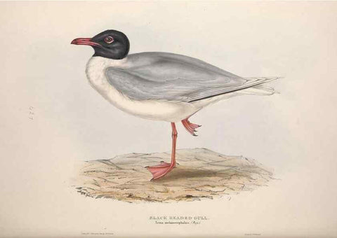 Reproducción/Reproduction 46726587722: The birds of Europe.. London,Printed by R. and J.E. Taylor, pub. by the author,1837.. 