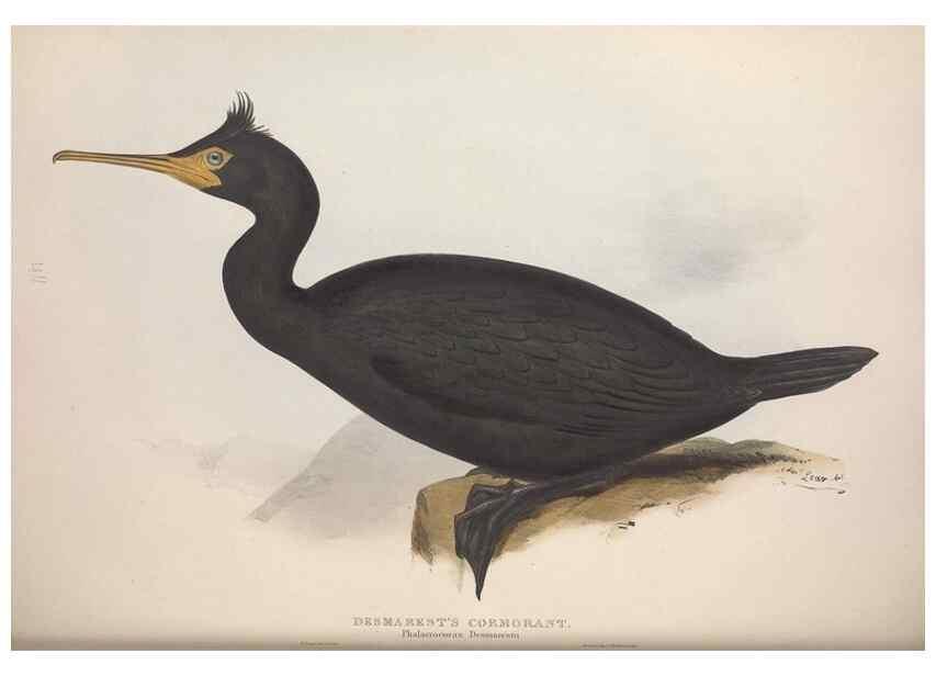 Reproducción/Reproduction 39813955343: The birds of Europe.. London,Printed by R. and J.E. Taylor, pub. by the author,1837.. 
