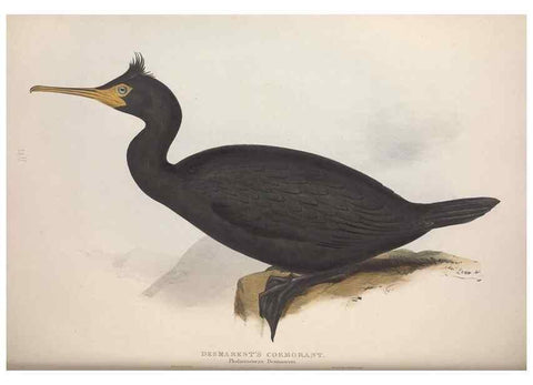 Reproducción/Reproduction 39813955343: The birds of Europe.. London,Printed by R. and J.E. Taylor, pub. by the author,1837.. 