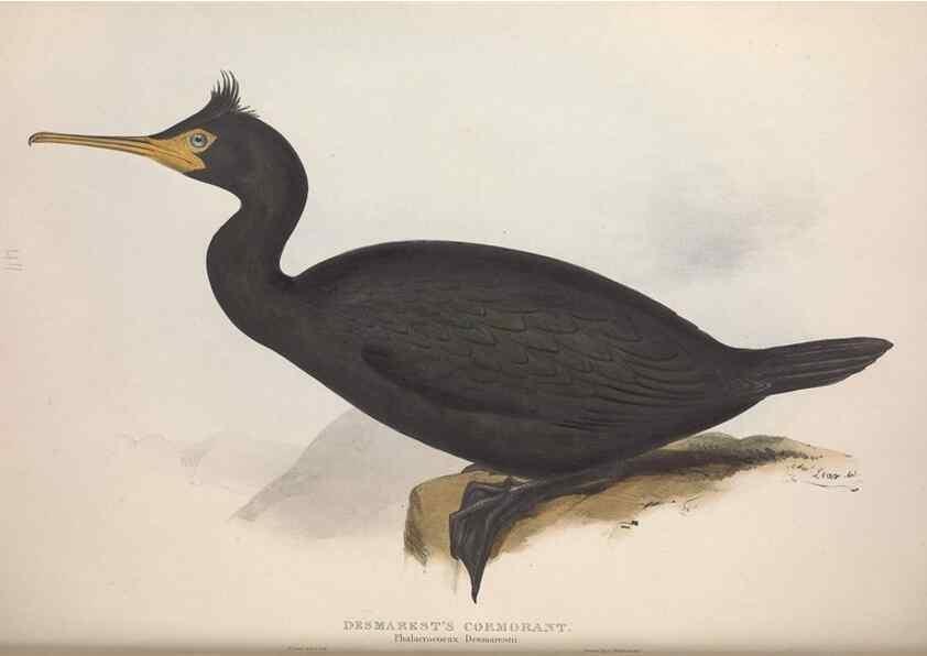 Reproducción/Reproduction 39813955343: The birds of Europe.. London,Printed by R. and J.E. Taylor, pub. by the author,1837.. 