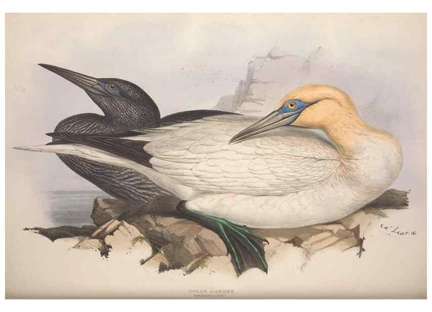 Reproducción/Reproduction 45864187315: The birds of Europe.. London,Printed by R. and J.E. Taylor, pub. by the author,1837.. 