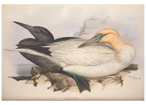 Reproducción/Reproduction 45864187315: The birds of Europe.. London,Printed by R. and J.E. Taylor, pub. by the author,1837.. 