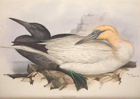 Reproducción/Reproduction 45864187315: The birds of Europe.. London,Printed by R. and J.E. Taylor, pub. by the author,1837.. 