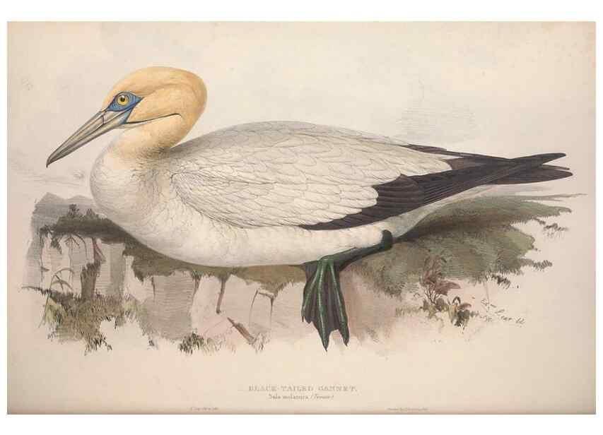 Reproducción/Reproduction 39813957813: The birds of Europe.. London,Printed by R. and J.E. Taylor, pub. by the author,1837.. 