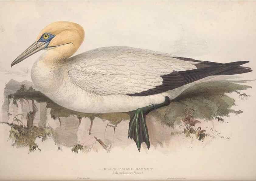 Reproducción/Reproduction 39813957813: The birds of Europe.. London,Printed by R. and J.E. Taylor, pub. by the author,1837.. 