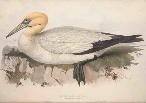 Reproducción/Reproduction 39813957813: The birds of Europe.. London,Printed by R. and J.E. Taylor, pub. by the author,1837.. 