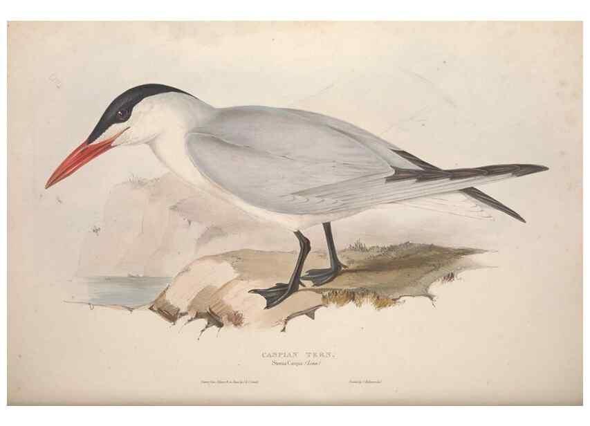 Reproducción/Reproduction 31837480497: The birds of Europe.. London,Printed by R. and J.E. Taylor, pub. by the author,1837.. 