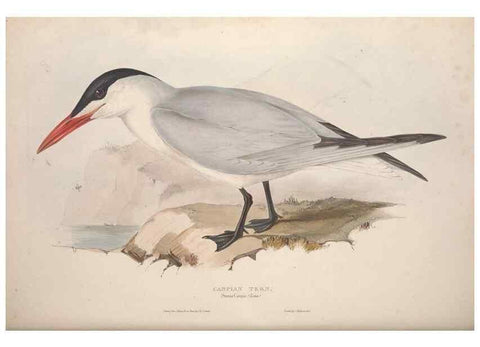 Reproducción/Reproduction 31837480497: The birds of Europe.. London,Printed by R. and J.E. Taylor, pub. by the author,1837.. 