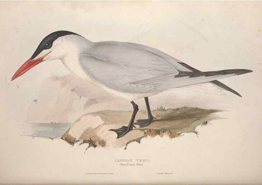 Reproducción/Reproduction 31837480497: The birds of Europe.. London,Printed by R. and J.E. Taylor, pub. by the author,1837.. 