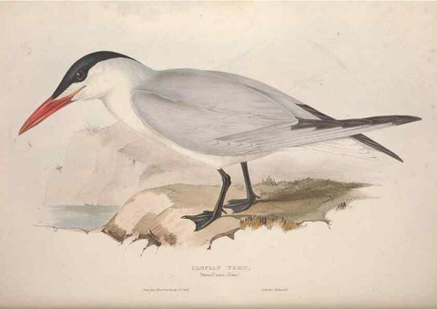 Reproducción/Reproduction 31837480497: The birds of Europe.. London,Printed by R. and J.E. Taylor, pub. by the author,1837.. 