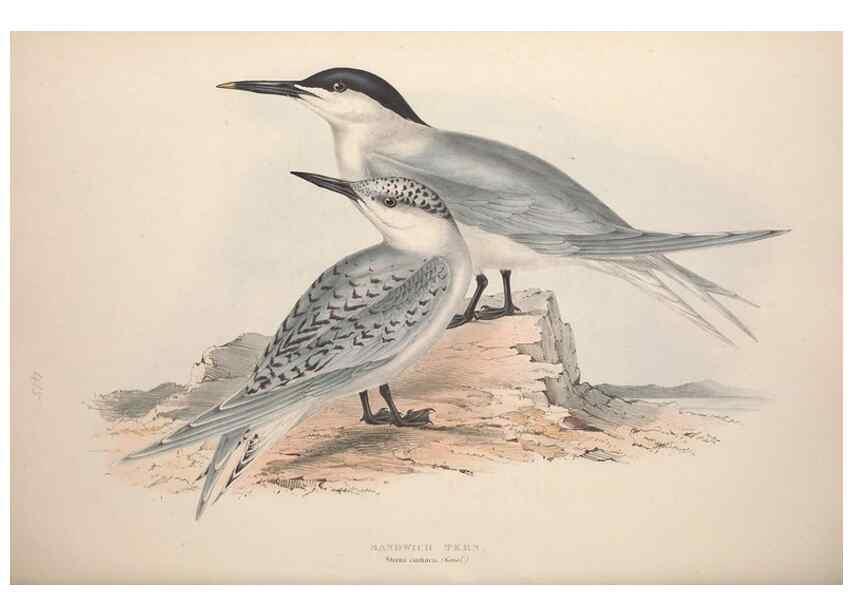 Reproducción/Reproduction 39813960313: The birds of Europe.. London,Printed by R. and J.E. Taylor, pub. by the author,1837.. 