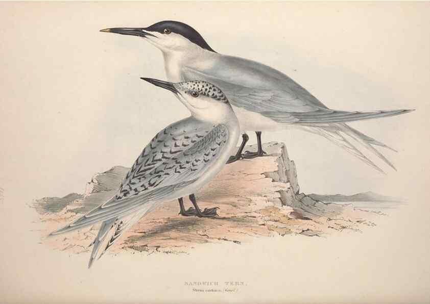 Reproducción/Reproduction 39813960313: The birds of Europe.. London,Printed by R. and J.E. Taylor, pub. by the author,1837.. 