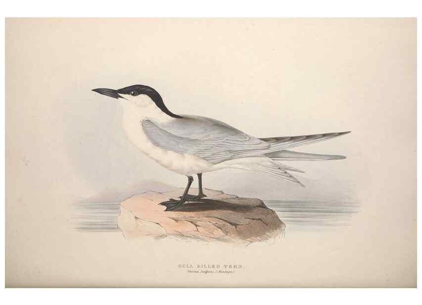 Reproducción/Reproduction 31837482437: The birds of Europe.. London,Printed by R. and J.E. Taylor, pub. by the author,1837.. 