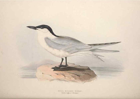 Reproducción/Reproduction 31837482437: The birds of Europe.. London,Printed by R. and J.E. Taylor, pub. by the author,1837.. 