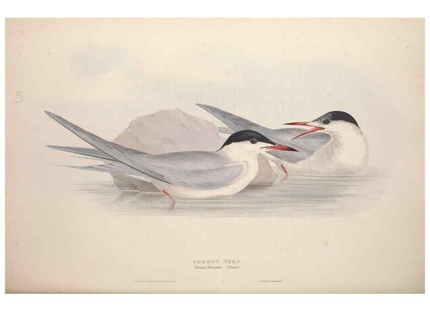 Reproducción/Reproduction 32903525758: The birds of Europe.. London,Printed by R. and J.E. Taylor, pub. by the author,1837.. 