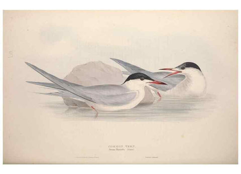 Reproducción/Reproduction 32903525758: The birds of Europe.. London,Printed by R. and J.E. Taylor, pub. by the author,1837.. 