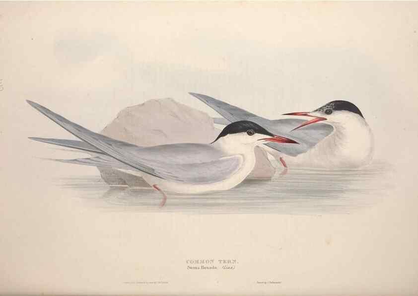 Reproducción/Reproduction 32903525758: The birds of Europe.. London,Printed by R. and J.E. Taylor, pub. by the author,1837.. 
