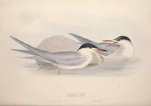 Reproducción/Reproduction 32903525758: The birds of Europe.. London,Printed by R. and J.E. Taylor, pub. by the author,1837.. 