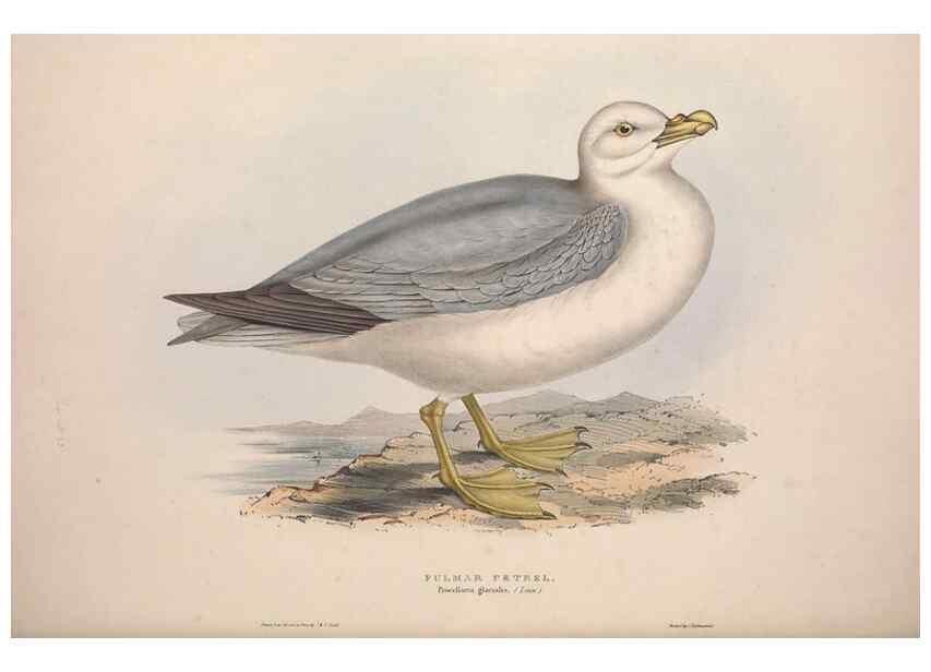 Reproducción/Reproduction 31837508957: The birds of Europe.. London,Printed by R. and J.E. Taylor, pub. by the author,1837.. 