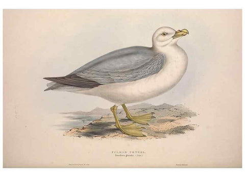 Reproducción/Reproduction 31837508957: The birds of Europe.. London,Printed by R. and J.E. Taylor, pub. by the author,1837.. 