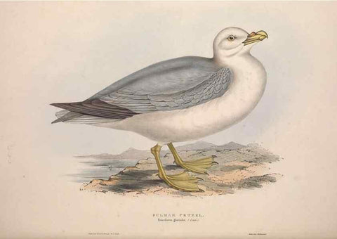 Reproducción/Reproduction 31837508957: The birds of Europe.. London,Printed by R. and J.E. Taylor, pub. by the author,1837.. 