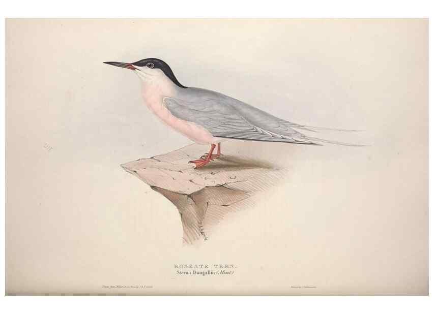 Reproducción/Reproduction 46726568912: The birds of Europe.. London,Printed by R. and J.E. Taylor, pub. by the author,1837.. 