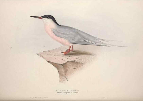 Reproducción/Reproduction 46726568912: The birds of Europe.. London,Printed by R. and J.E. Taylor, pub. by the author,1837.. 