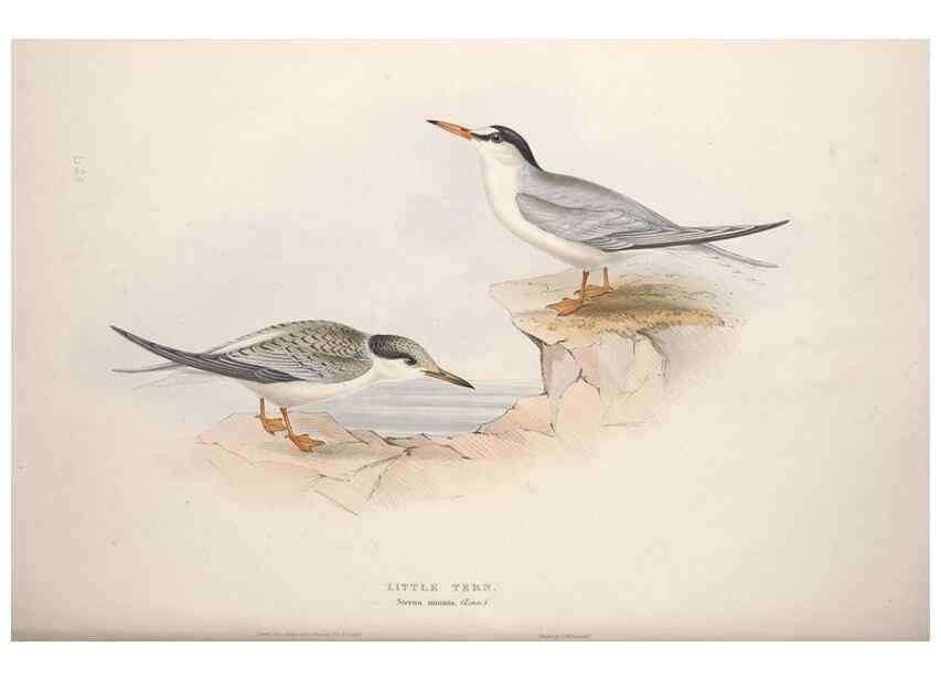 Reproducción/Reproduction 32903528818: The birds of Europe.. London,Printed by R. and J.E. Taylor, pub. by the author,1837.. 