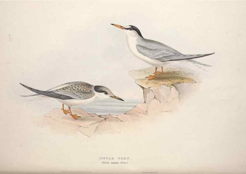 Reproducción/Reproduction 32903528818: The birds of Europe.. London,Printed by R. and J.E. Taylor, pub. by the author,1837.. 