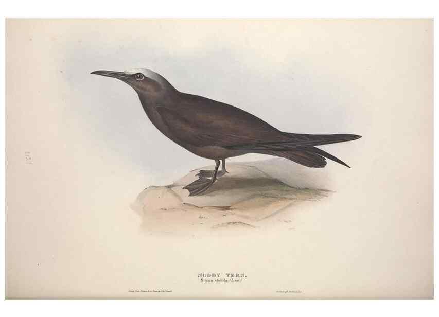 Reproducción/Reproduction 45864196015: The birds of Europe.. London,Printed by R. and J.E. Taylor, pub. by the author,1837.. 