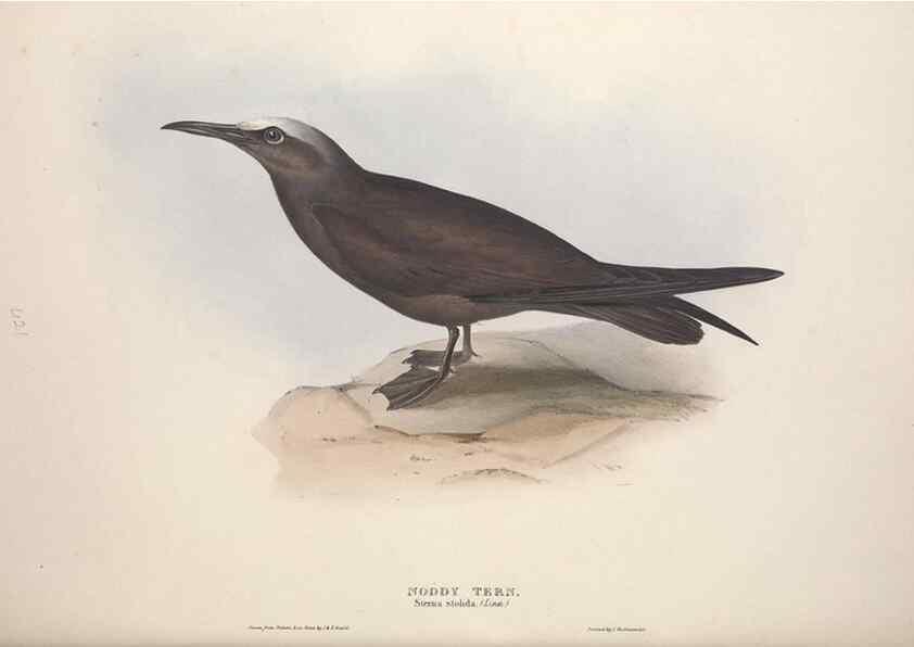 Reproducción/Reproduction 45864196015: The birds of Europe.. London,Printed by R. and J.E. Taylor, pub. by the author,1837.. 