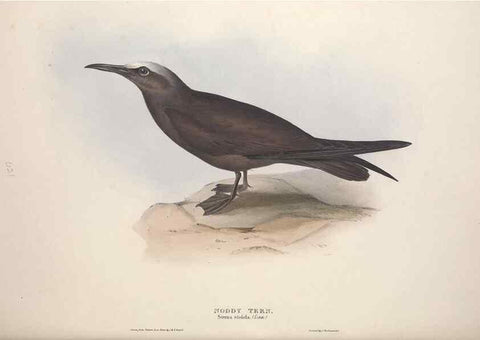 Reproducción/Reproduction 45864196015: The birds of Europe.. London,Printed by R. and J.E. Taylor, pub. by the author,1837.. 