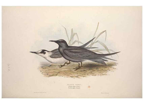 Reproducción/Reproduction 32903531388: The birds of Europe.. London,Printed by R. and J.E. Taylor, pub. by the author,1837.. 