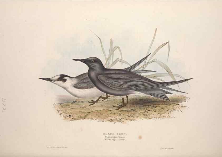 Reproducción/Reproduction 32903531388: The birds of Europe.. London,Printed by R. and J.E. Taylor, pub. by the author,1837.. 
