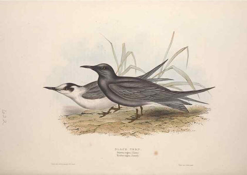 Reproducción/Reproduction 32903531388: The birds of Europe.. London,Printed by R. and J.E. Taylor, pub. by the author,1837.. 